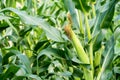 Closeup view of the of an ear of growing corn or maze on the stem in the field.