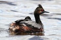 Closeup view of an eared grebe with a chick on its back Royalty Free Stock Photo