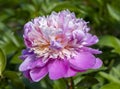 Beautiful early flowering pink peonies