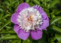 Beautiful early flowering pink peonies