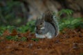 Closeup view of an eastern gray grey squirrel sciurus carolinensis in St James Hyde Park London England Great Britain UK Royalty Free Stock Photo