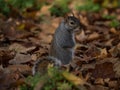 Closeup view of an eastern gray grey squirrel sciurus carolinensis in St James Hyde Park London England Great Britain UK Royalty Free Stock Photo