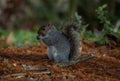 Closeup view of an eastern gray grey squirrel sciurus carolinensis in St James Hyde Park London England Great Britain UK Royalty Free Stock Photo