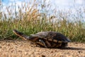 Closeup view of Eastern long-necked turtle in Australia.