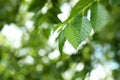 Closeup view of elm tree with young green leaves outdoors on spring day Royalty Free Stock Photo