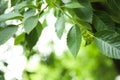 Closeup view of elm tree with young green leaves outdoors on spring day Royalty Free Stock Photo