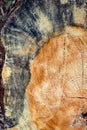 Closeup view of end cut wood tree section Royalty Free Stock Photo
