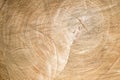 end cut wood tree section Royalty Free Stock Photo