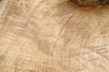 end cut wood tree section Royalty Free Stock Photo