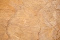 Closeup view of end cut wood tree section Royalty Free Stock Photo