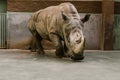 closeup view of endangered white rhino Royalty Free Stock Photo