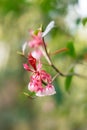 Enkianthus flower Royalty Free Stock Photo
