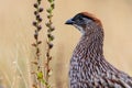 Erckel`s Francolin, profile closeup of body and head. Plant in background. On Mauna Kea, Big Island, Hawaii.