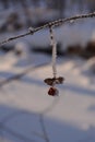 Closeup view of euonymus berries in hoarfrost