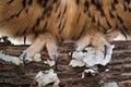 Eruasian Eagle Owls Talons