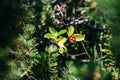 Closeup view of European holly growing amongs pine trees.