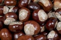 Closeup view of European horse chestnut or buckeye, known for its toxicity