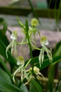 Clamshell orchid