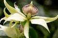 Prosthechea cochleata