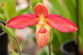 Phragmipedium besseae Royalty Free Stock Photo