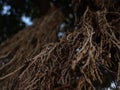 Closeup view of exotic tree long bare branches in brown with selective focus