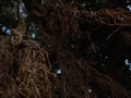 Closeup view of exotic tree long branches in brown with selective focus with bokeh