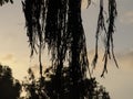 Closeup view of exotic tree long bare branches silhouette in brown with selective focus with sunset sky in the background