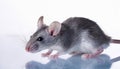 Experimental Mouse on White Background A Curious Study in Black and White, Showcasing the Intricate Details of an Unusual Subject