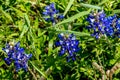 Closeup View of Famous Texas Bluebonnet (Lupinus texensis) Wildflowers