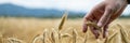 Closeup view of a farmer touching ripening golden ears of wheat growing in the field Royalty Free Stock Photo