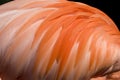 Closeup view of the feathers of a Caribbean Flamingo