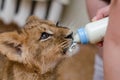closeup view of a feeding cute lionet