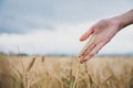 Closeup view of female hand gently touching a ripening golden ear of wheat growing in the field Royalty Free Stock Photo