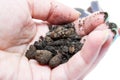 Closeup view of a female palm with a handful of soil with inclusions of peat and drainage particles. Highly porous substrate