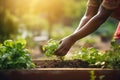 Closeup view of female tending to community garden nurturing plants and flowers. Generative AI