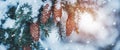 Closeup view of the fir branch with cones in sunlight in winter.