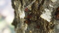 Closeup view of firebugs sitting on the bark of birch tree Royalty Free Stock Photo