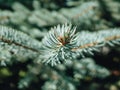 Closeup view of a firs in pine tree