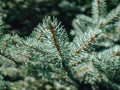 Closeup view of a firs in pine tree