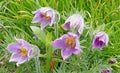 purple Eastern Pasqueflower, American Pasqueflower garden flowers in Spring