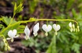 White bleeding hearts blooming in Spring garden Royalty Free Stock Photo