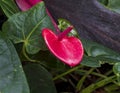 Closeup view of a Flamingo-lily, anthurium andraeanum, inside the Jewel Box in Forest Park in Saint Louis, Missouri. Royalty Free Stock Photo