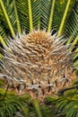 Closeup view of flower of female Sago palm