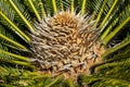 Closeup view of flower of female Sago palm Royalty Free Stock Photo