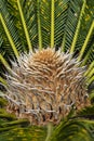 Closeup view of flower of female Sago palm