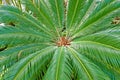 Closeup view of flower of female Sago palm Cycas revoluta , also known as king sago palm Royalty Free Stock Photo