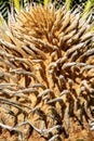 Closeup view of flower of female Sago palm