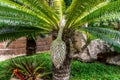 Closeup view of flower of Sago palm