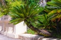 Closeup view of flower of Sago palm or Cycas revoluta, also known as king sago palm