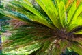 Closeup view of flower of Sago palm or Cycas revoluta, also known as king sago palm